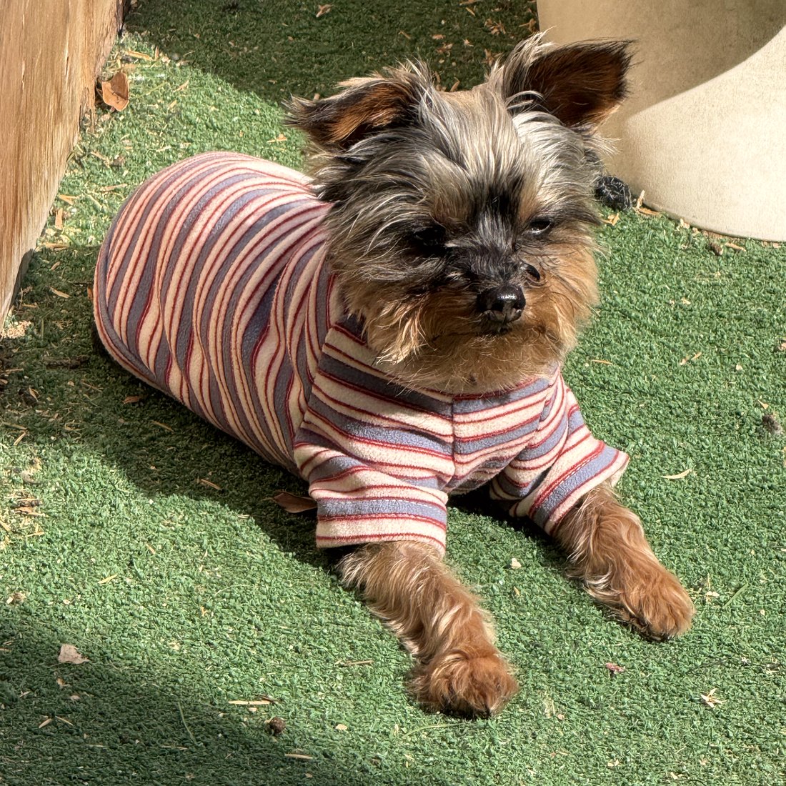 Duke lying on the grass in a striped sweater
