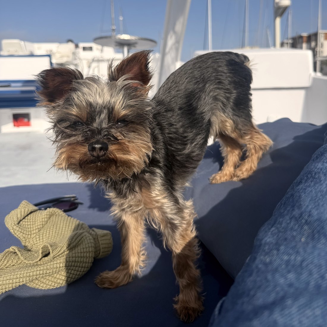 Duke on a boat at the marina